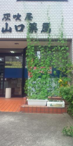 漢方の灰吹屋のグリーンカーテン